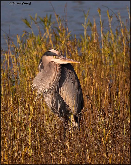 _1SB8249b great-blue heron.jpg